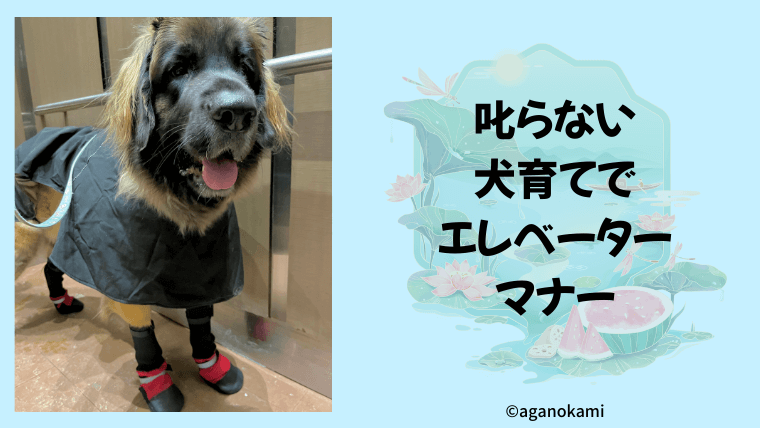 叱らない犬育てでできるエレベーターマナー