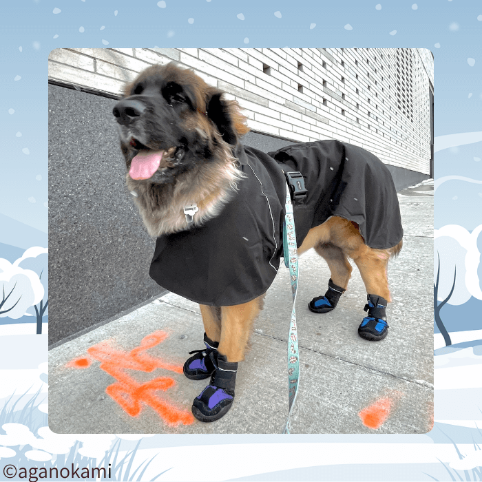 コートとブーツ着用のレオンベルガー