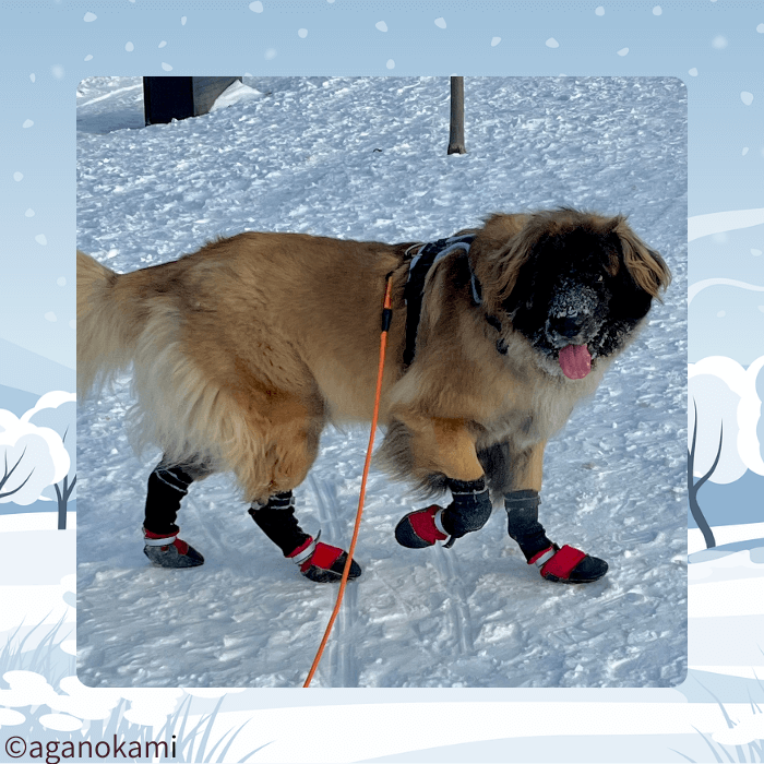 ブーツを履くレオンベルガー