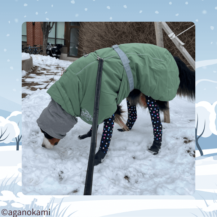 コートとレギンスブーツ着用のバーニーズマウンテンドッグ