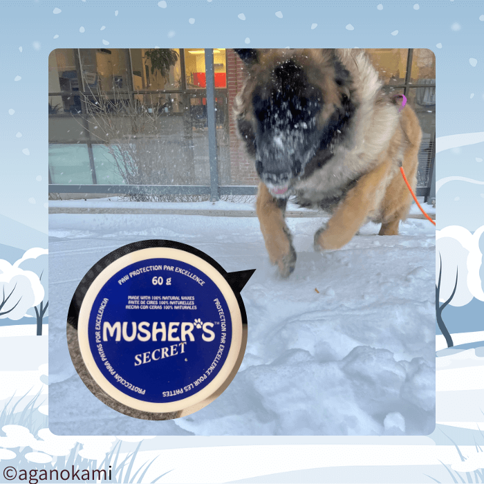 雪の上を走るレオンベルガーとバーム