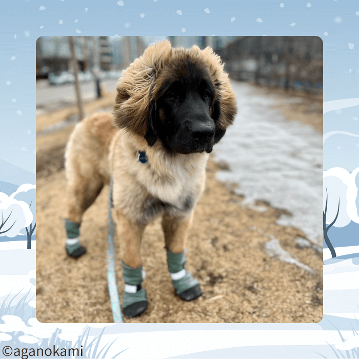 ブーツを履くレオンベルガーのパピー