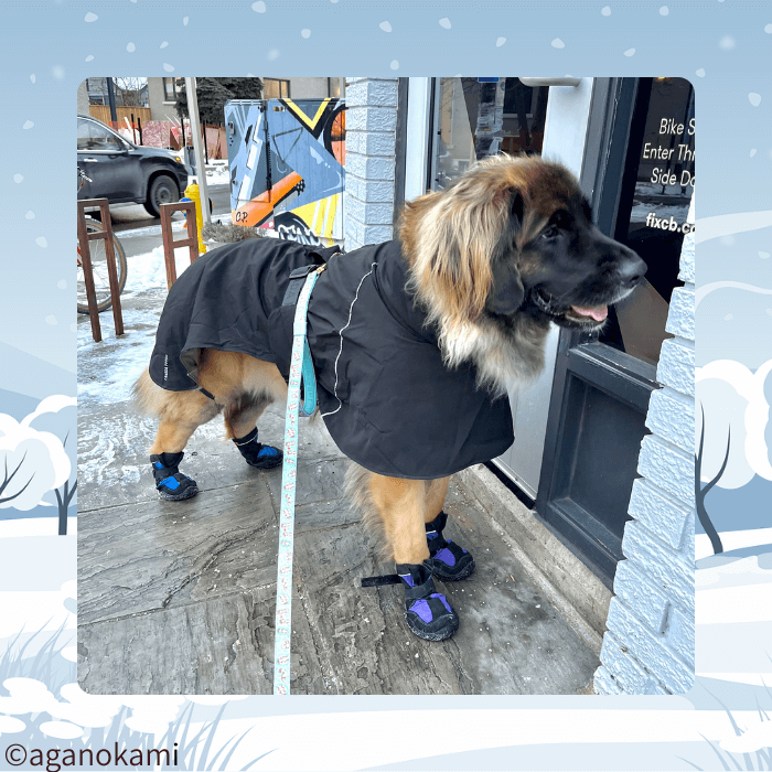 ブーツとコートを着たレオンベルガー