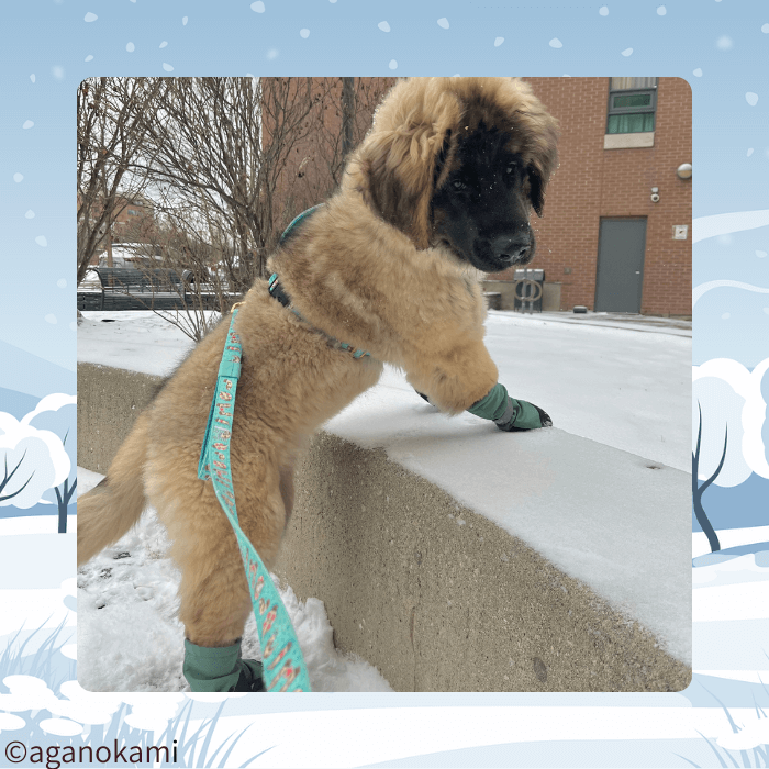 ブーツを履くレオンベルガーのパピー