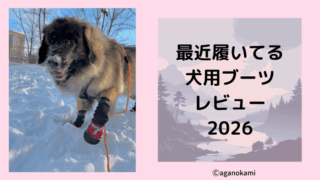 超大型犬のブーツレヴュー