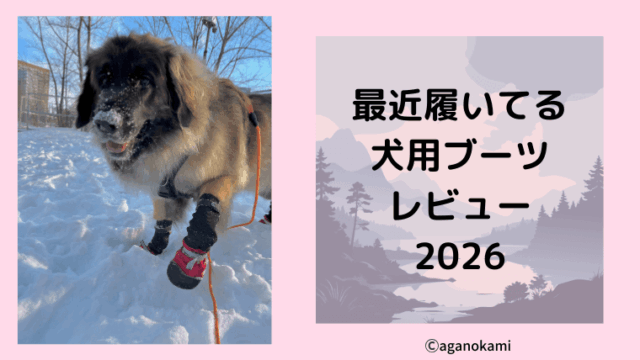 超大型犬のブーツレヴュー