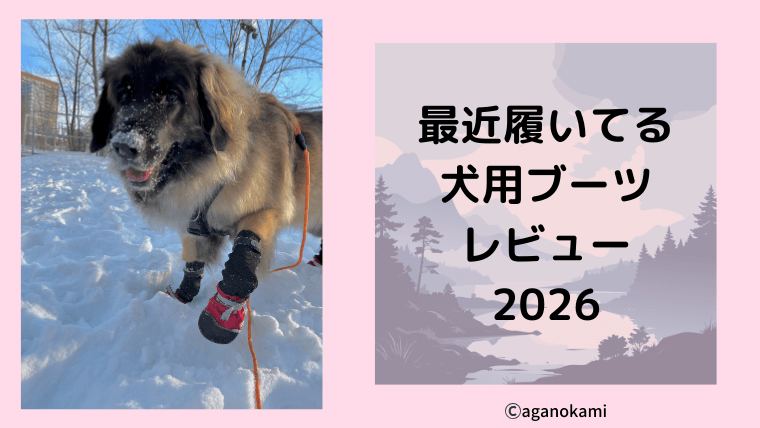超大型犬のブーツレヴュー