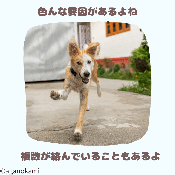 犬がハーネスを抜く動機