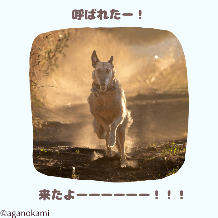 呼び戻しに反応する犬