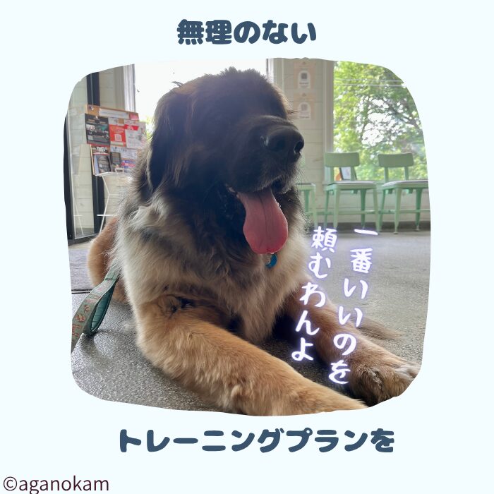 しつけは犬にとって無理の無いプランを立てよう