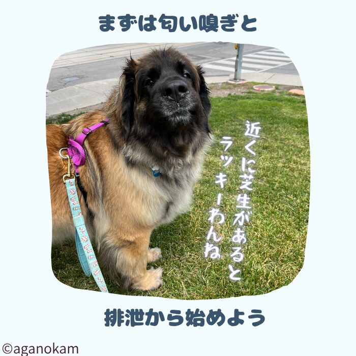 トレーニングの前に匂い嗅ぎと排泄をしよう
