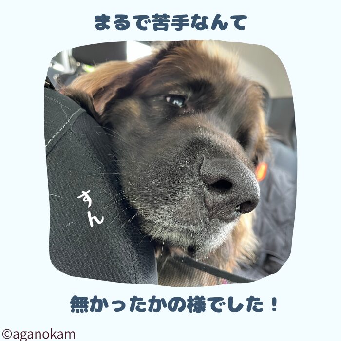ドッグトレーニングの結果