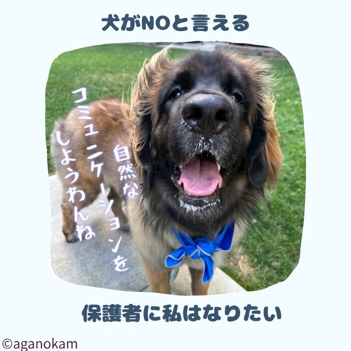 犬のNOを聞くのは自然なコミュニケーション