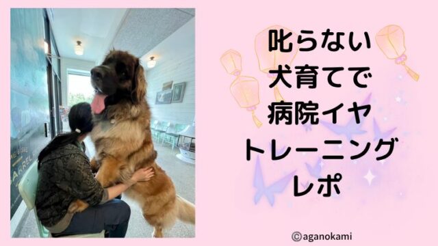 叱らないポジティブトレーニングで病院拒否を克服