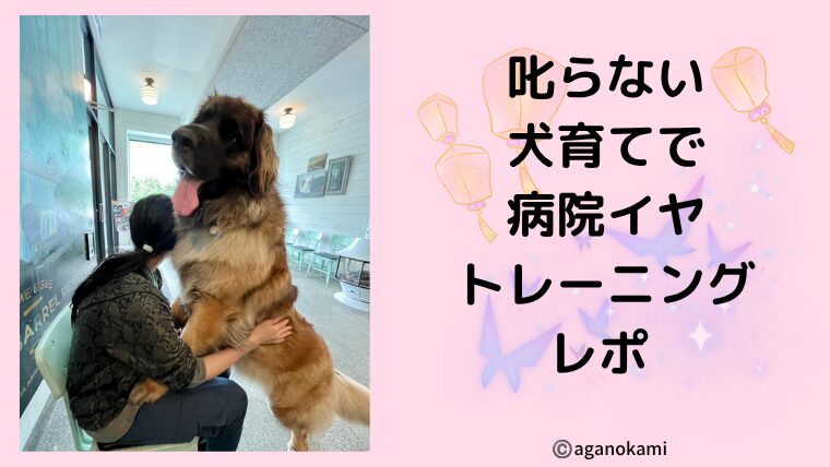 叱らないポジティブトレーニングで病院拒否を克服