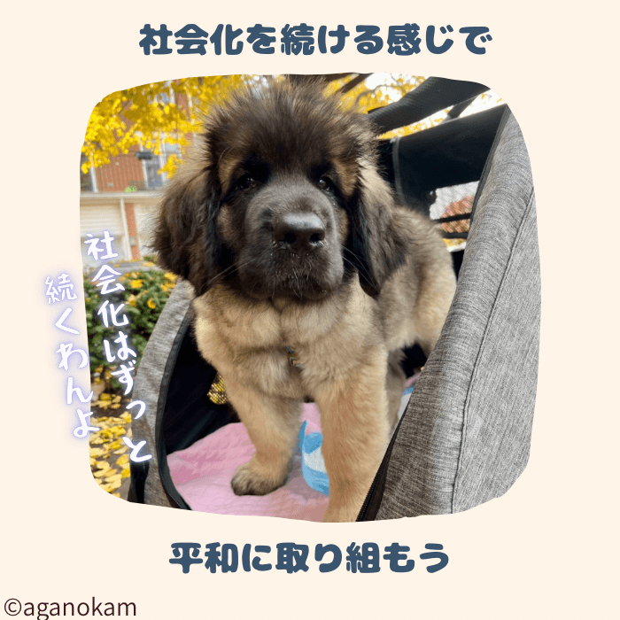 何もしないトレーニングは社会化の延長、安全に