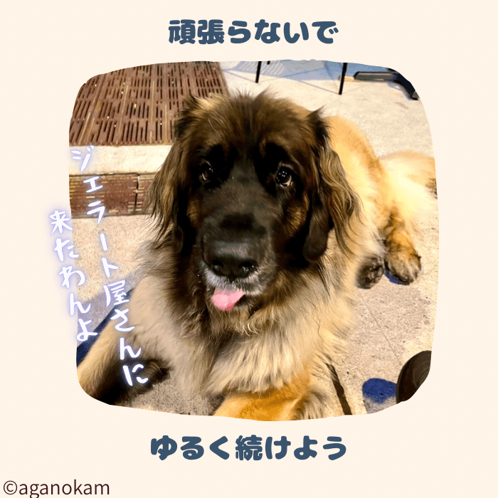何もしないトレーニングは叱らずに続ける事