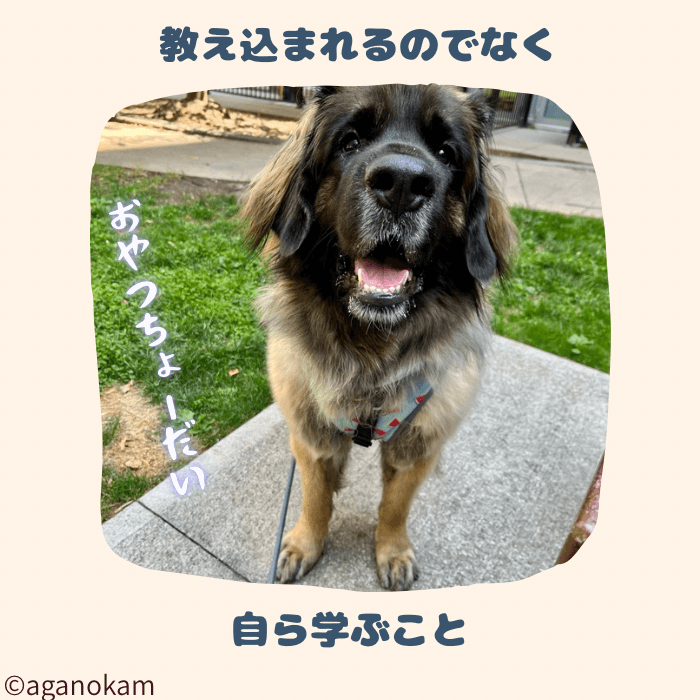 犬のしつけは教え込むよりも自ら学べるようにサポートを